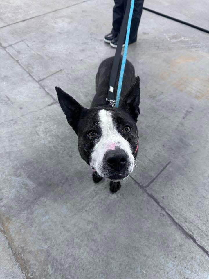 Enlarge Nori, a ADOPTABLE Mixed Breed in Blue Island, IL image 2/5