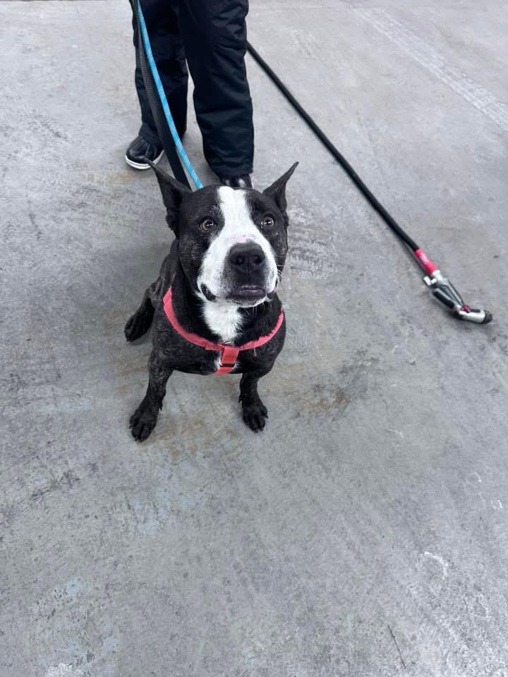 Enlarge Nori, a ADOPTABLE Mixed Breed in Blue Island, IL image 5/5