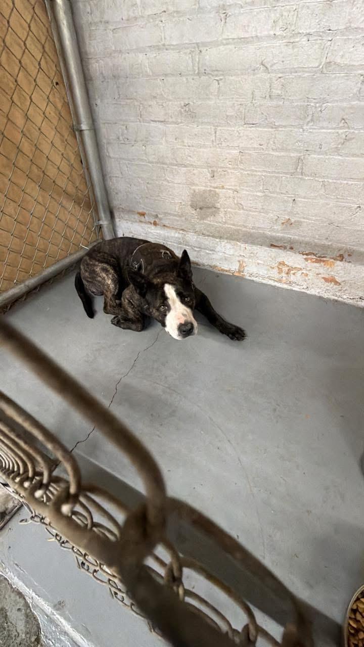 Enlarge Nori, a ADOPTABLE Mixed Breed in Blue Island, IL image 4/5