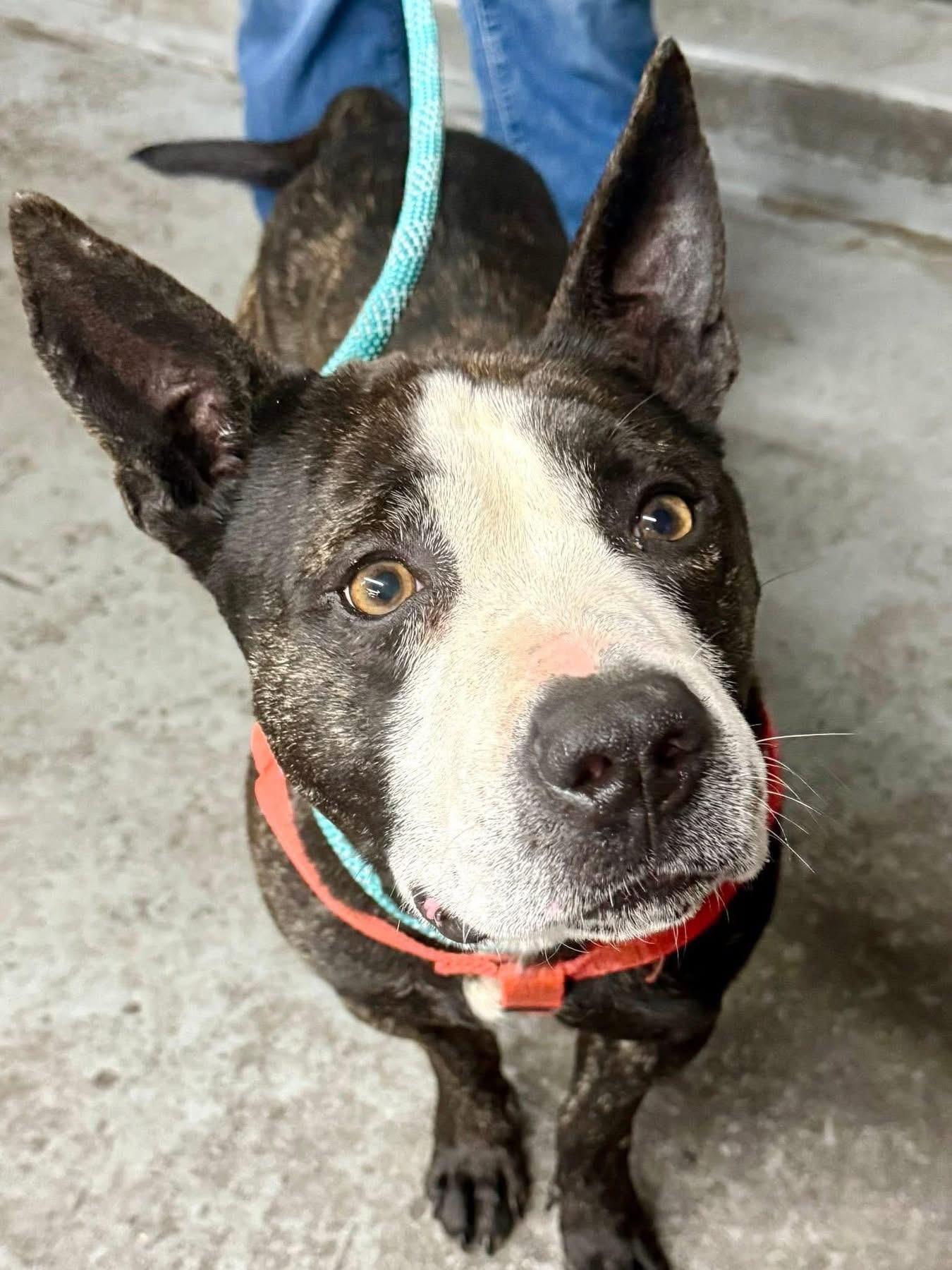 Nori, ADOPTABLE, Young Male Mixed Breed.