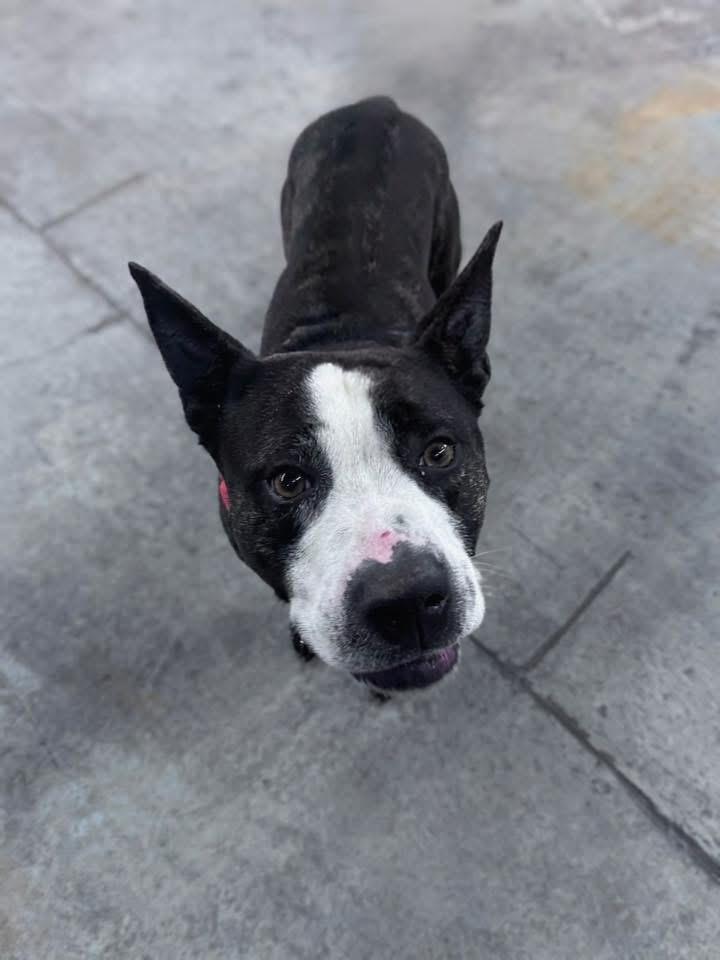 Enlarge Nori, a ADOPTABLE Mixed Breed in Blue Island, IL image 3/5