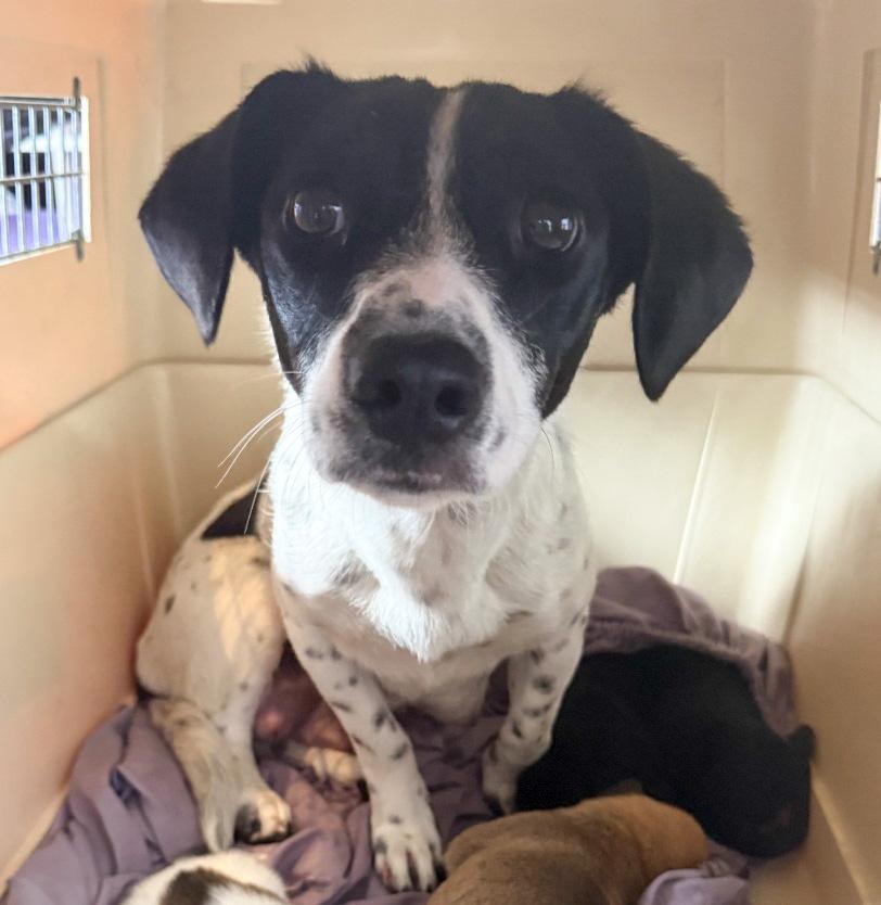 Alma, an adoptable mixed breed in West Hollywood, CA image 1/2
