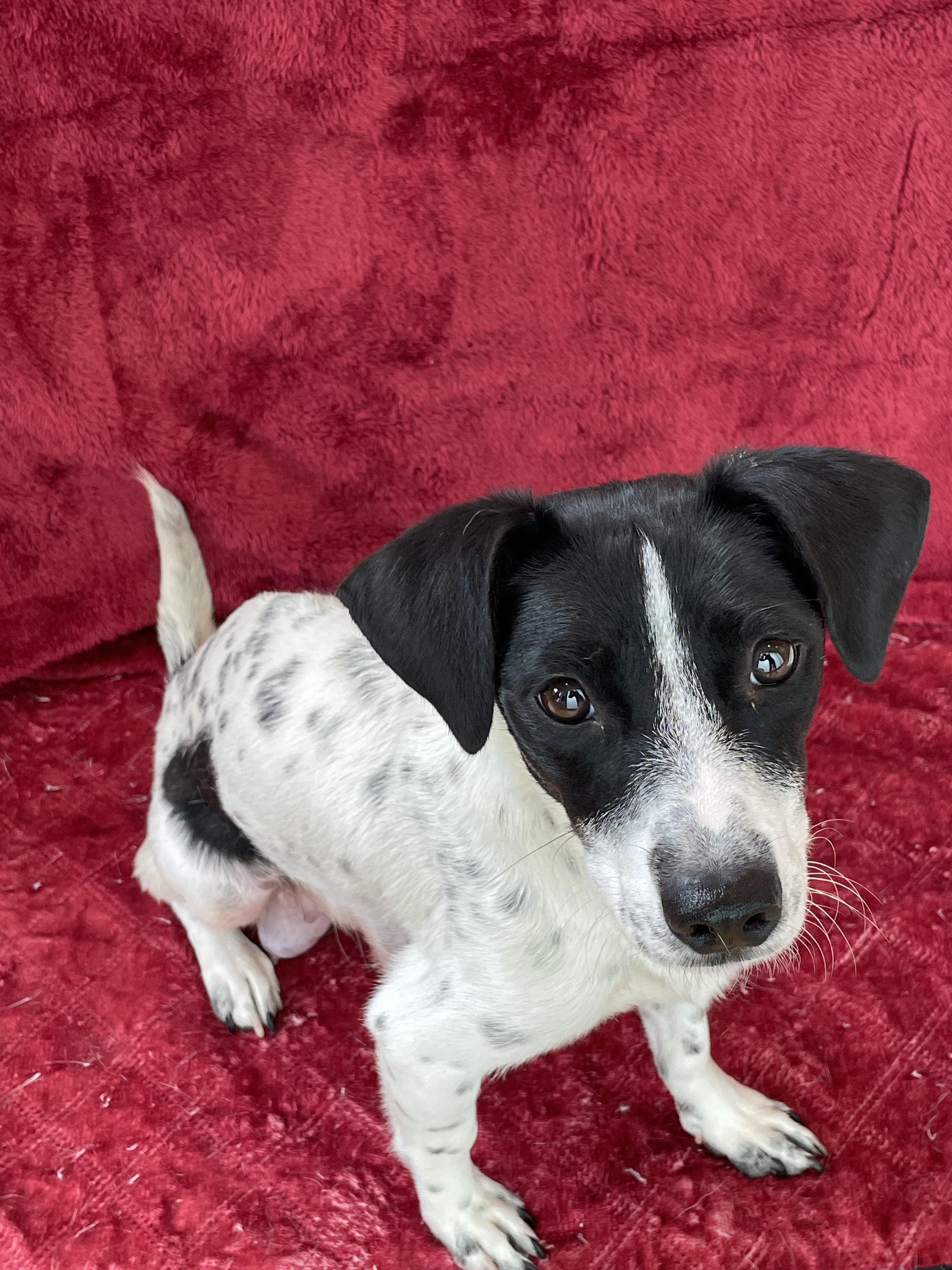 Alma, an adoptable mixed breed in West Hollywood, CA image 2/2