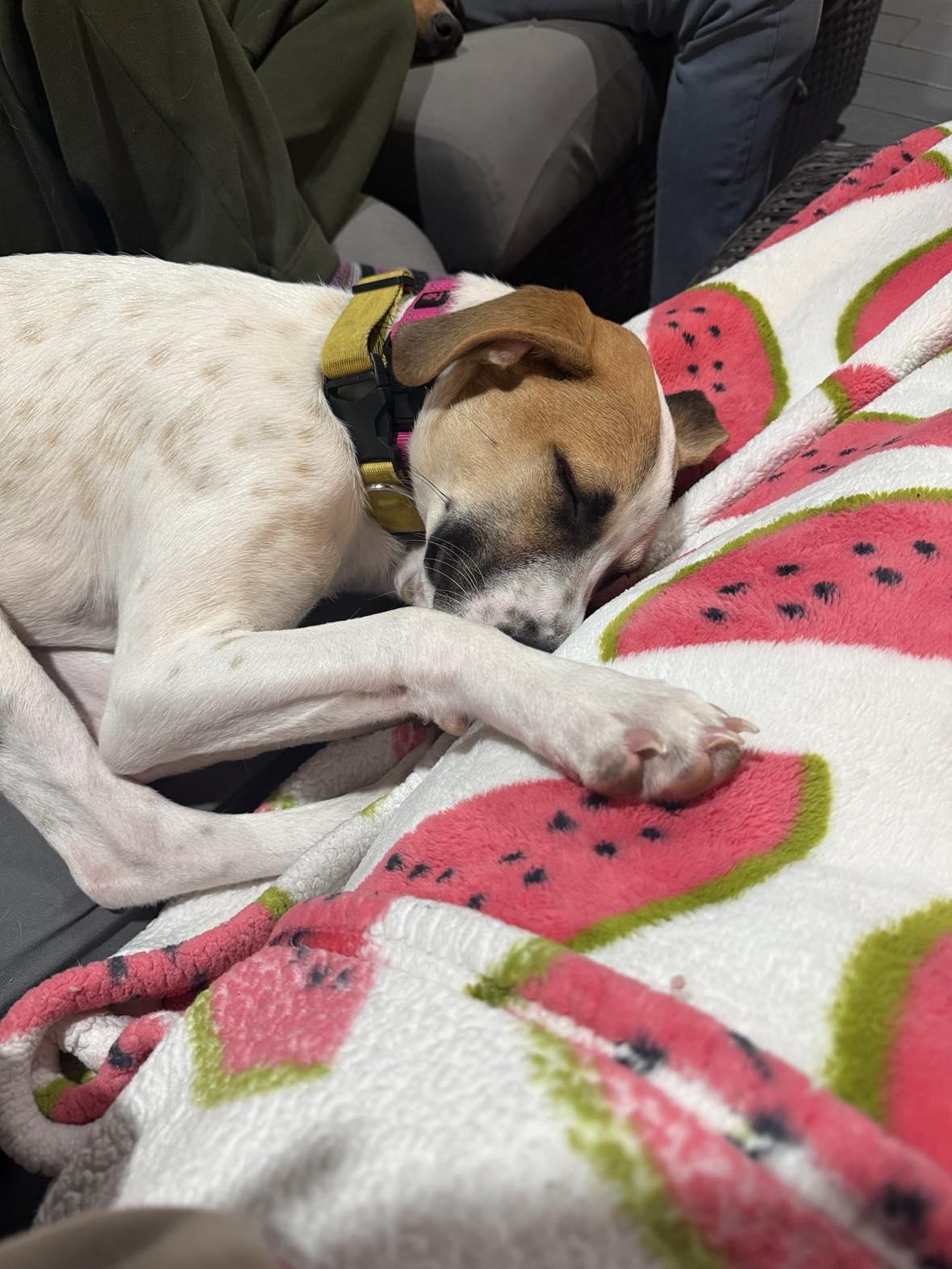 Enlarge Abby, a ADOPTABLE mixed breed in East Greenwich, RI image 3/6