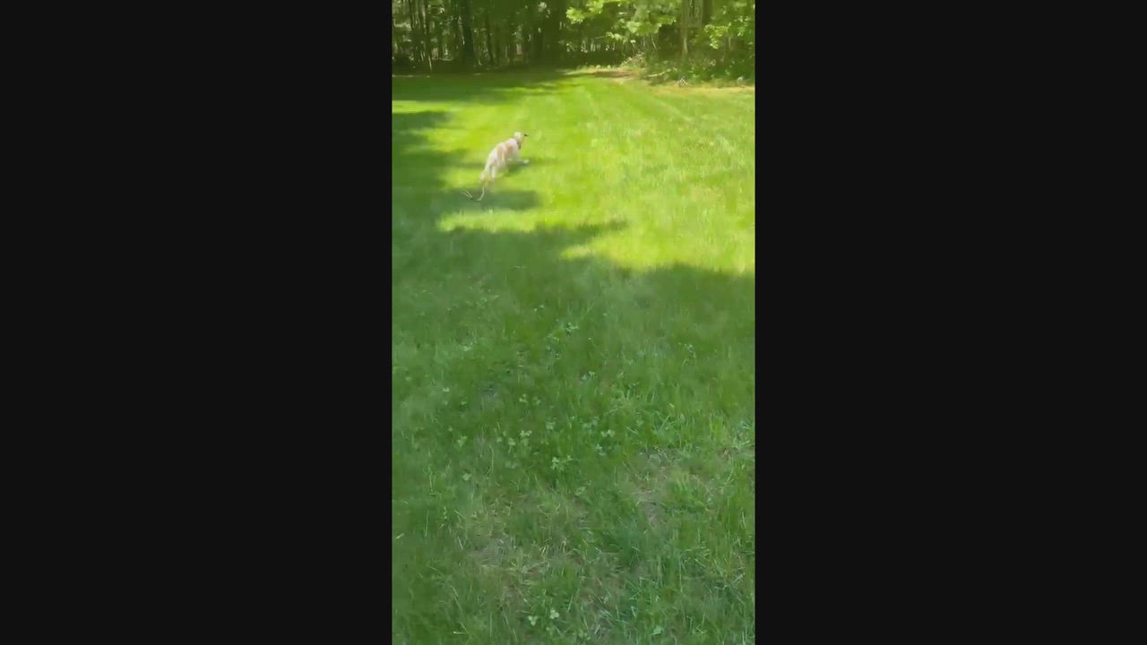 Enlarge Abby, a ADOPTABLE mixed breed in East Greenwich, RI video 6/6