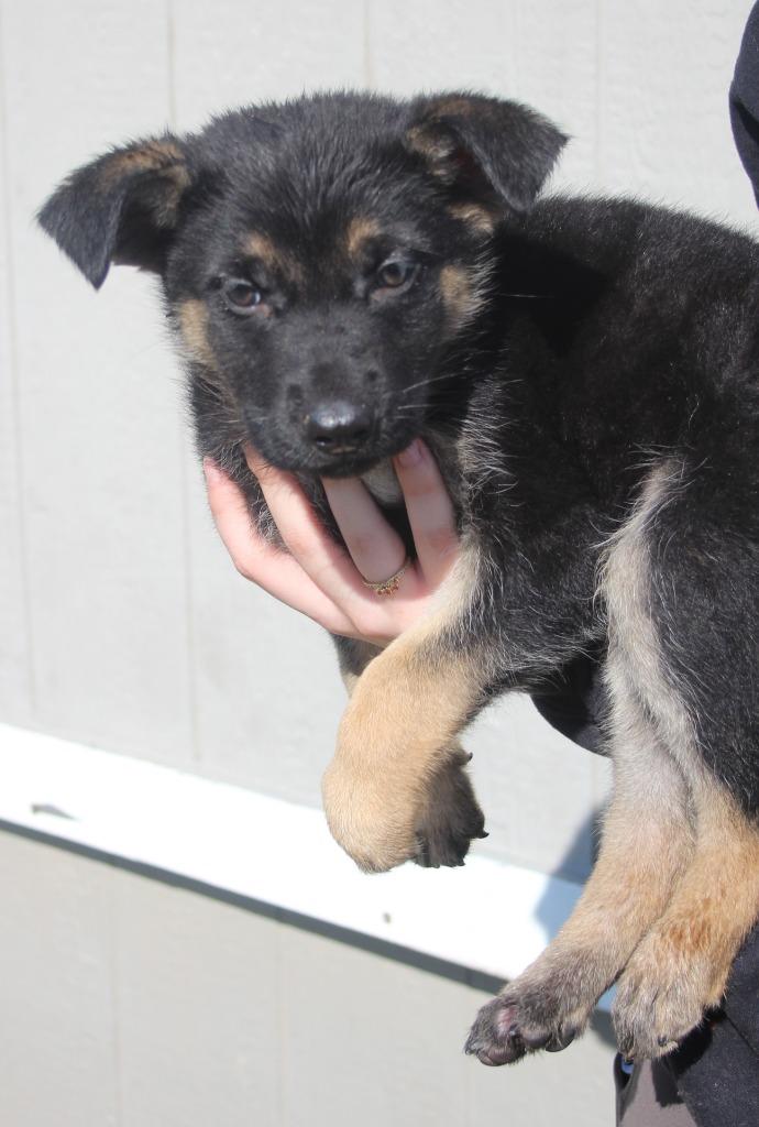 Enlarge Bora Bora, a Adoptable mixed breed in Vacaville, CA image 1/1