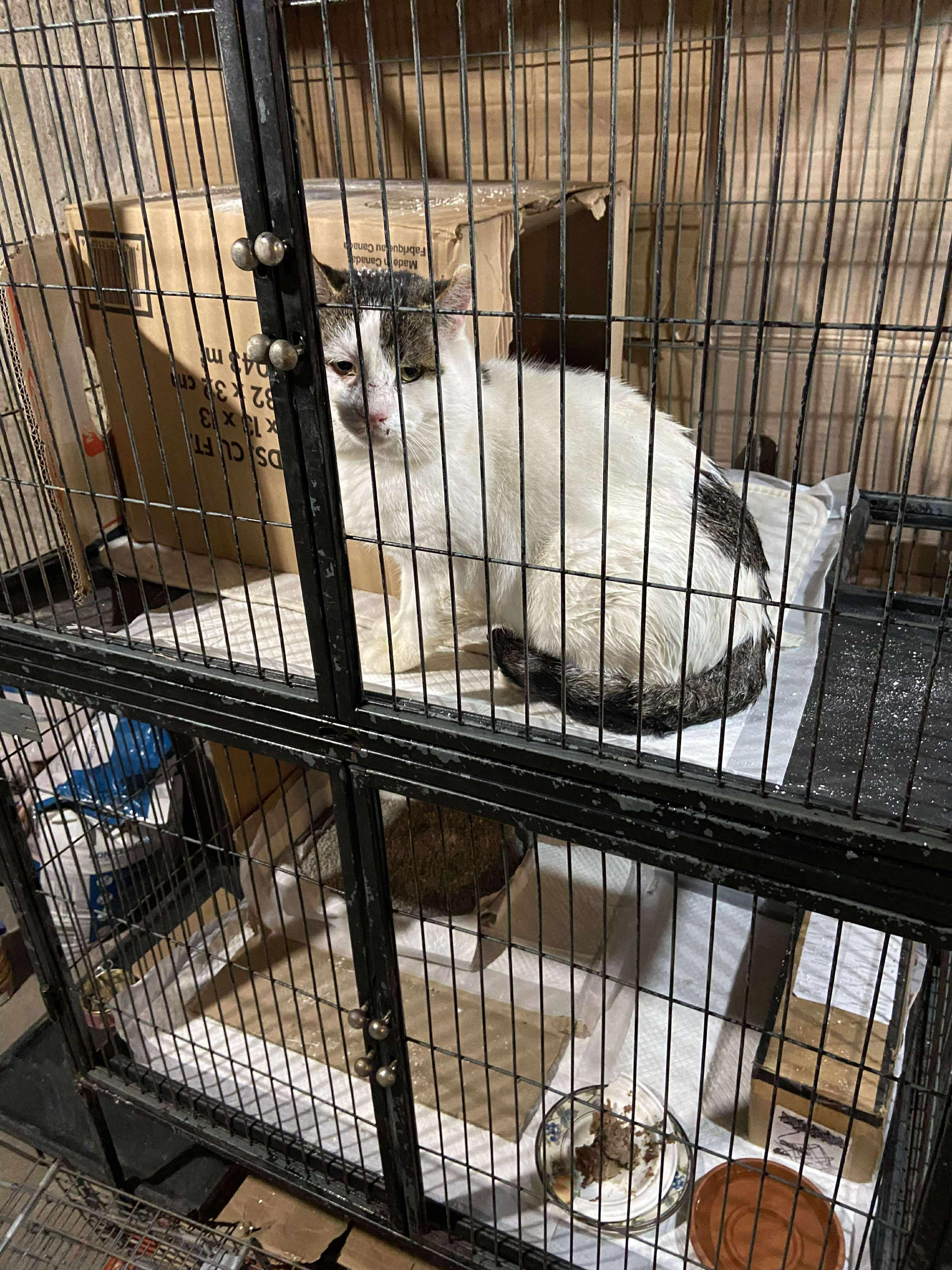 Gustav, Adopted, Adult Male Domestic Short Hair.