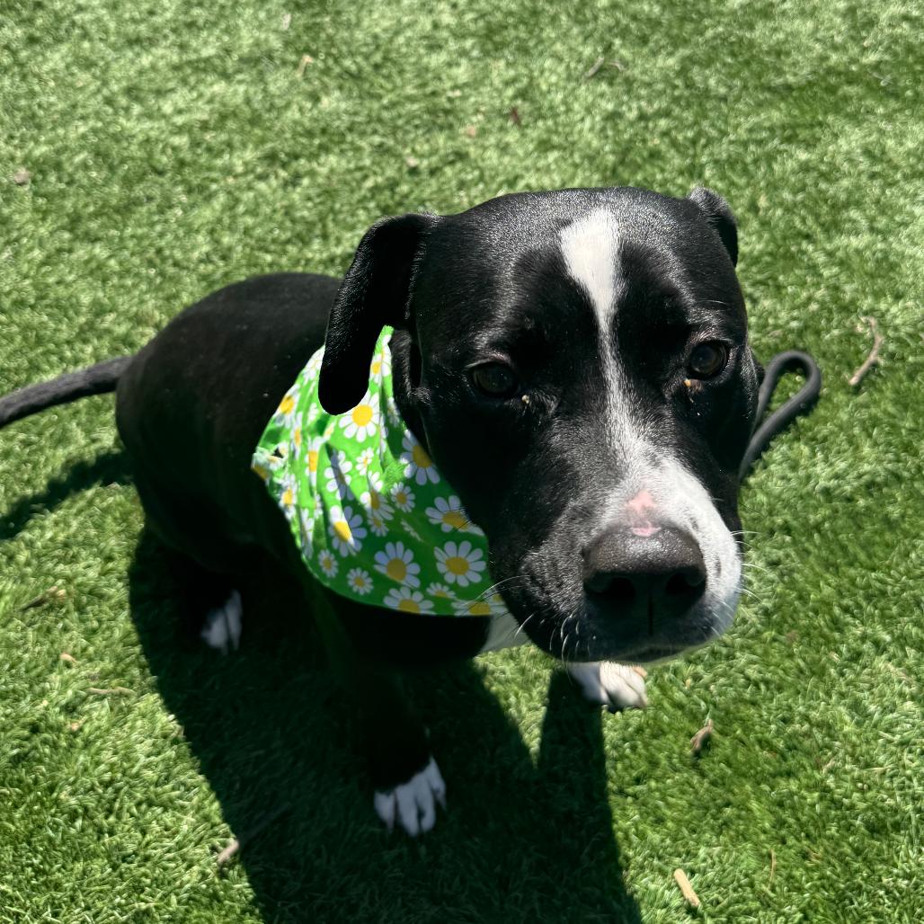 Maren, Adoptable, Adult Female Pit Bull Terrier.