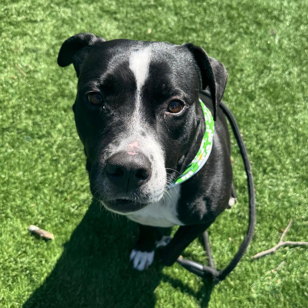 Maren, a Adoptable Pit Bull Terrier in Saint Charles, MO image 2/6