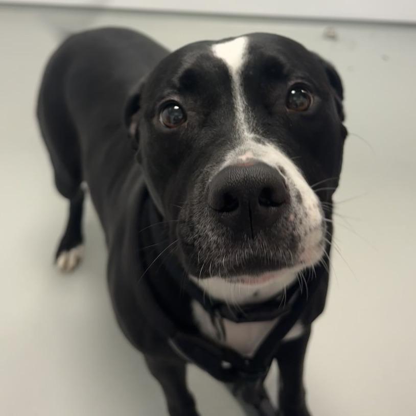 Maren, a Adoptable Pit Bull Terrier in Saint Charles, MO image 3/6