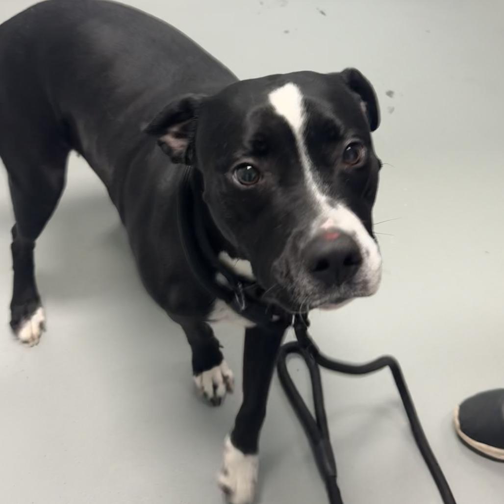 Maren, a Adoptable Pit Bull Terrier in Saint Charles, MO image 4/6