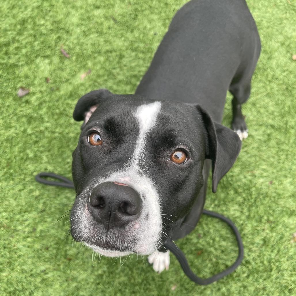 Maren, a Adoptable Pit Bull Terrier in Saint Charles, MO image 5/6