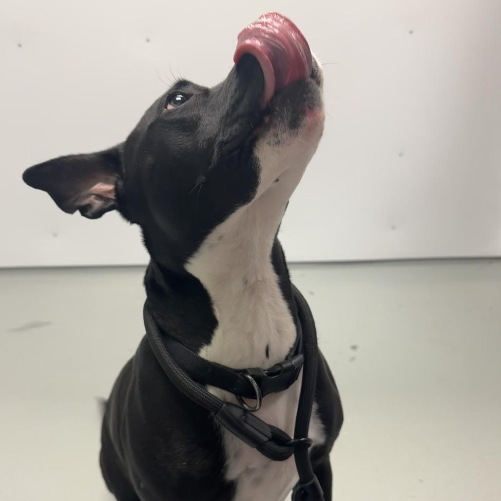 Maren, a Adoptable Pit Bull Terrier in Saint Charles, MO image 6/6