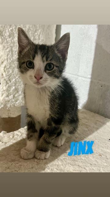 Jinx, Adoptable, Kitten Male Domestic Short Hair.