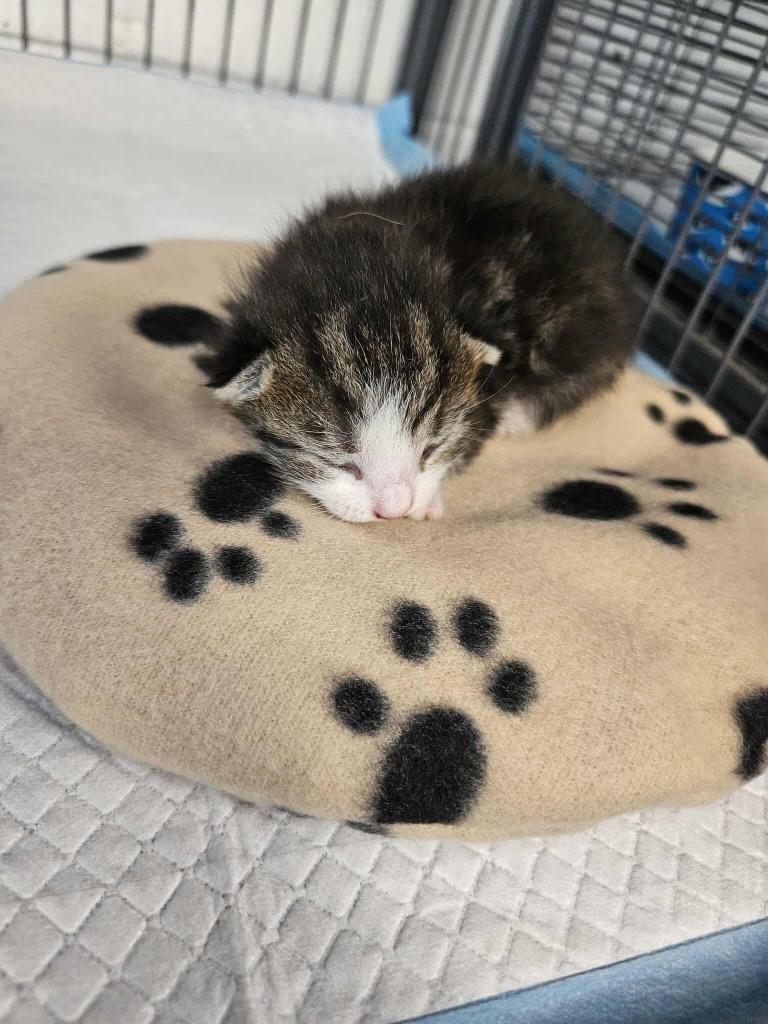 Enlarge Jinx, a Adoptable mixed breed in Johnson City, TN image 2/6