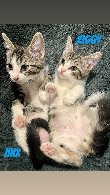 Enlarge Jinx, a Adoptable mixed breed in Johnson City, TN image 5/6