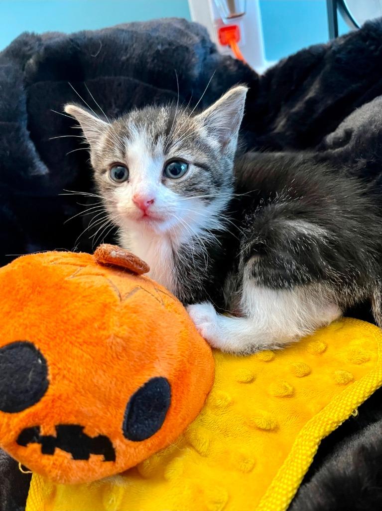 Enlarge Jinx, a Adoptable mixed breed in Johnson City, TN image 6/6