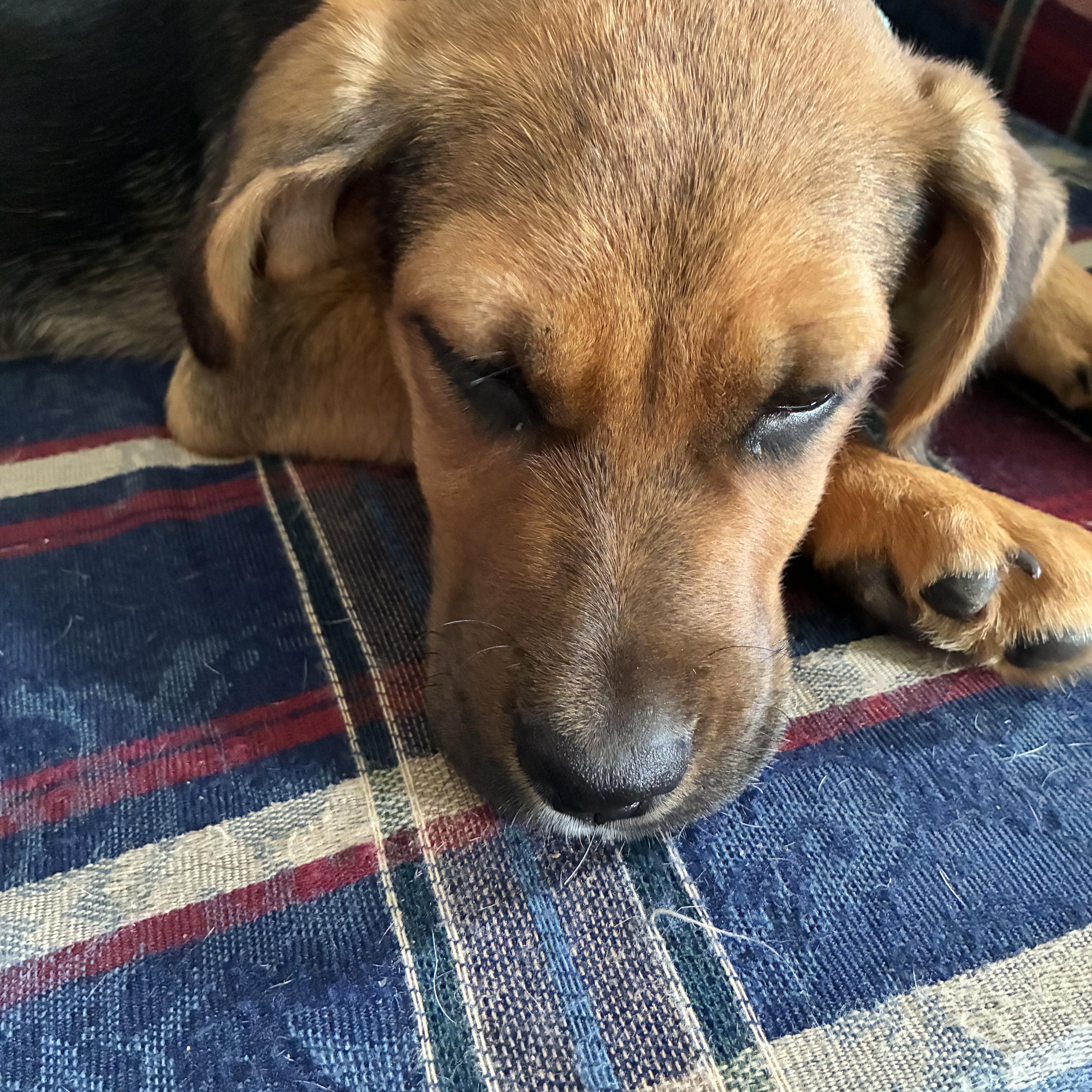 Enlarge Candy - Local in Oregon , an adoptable mixed breed in Beaverton , OR image 3/5