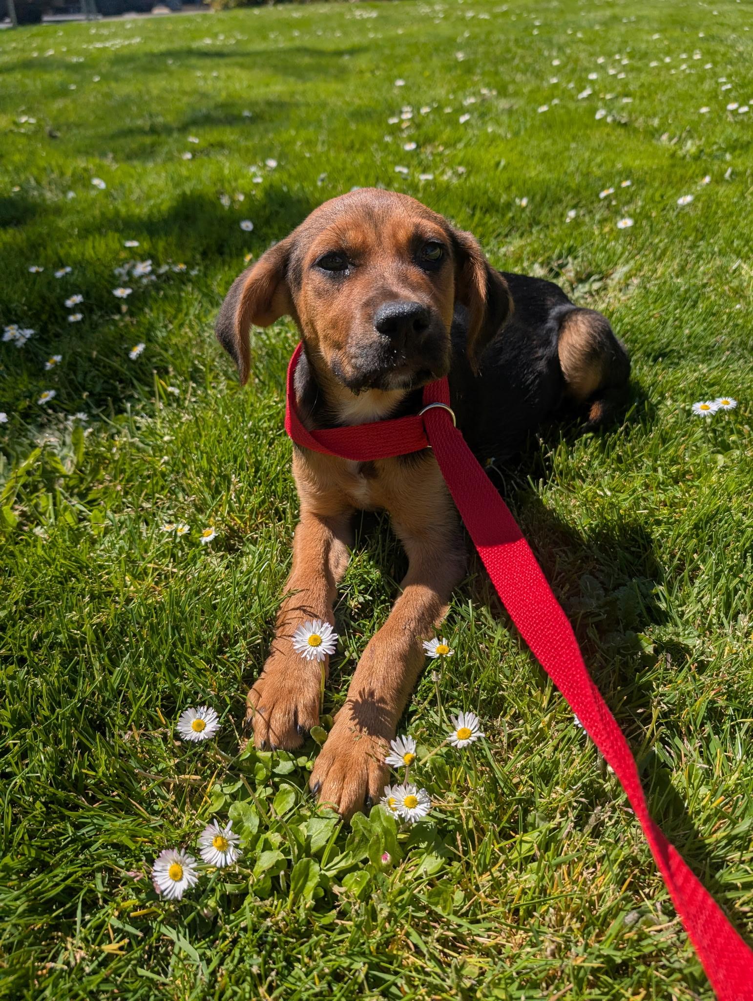 Candy - Local in Oregon , adoptable, Puppy Female Labrador Retriever & Shepherd.