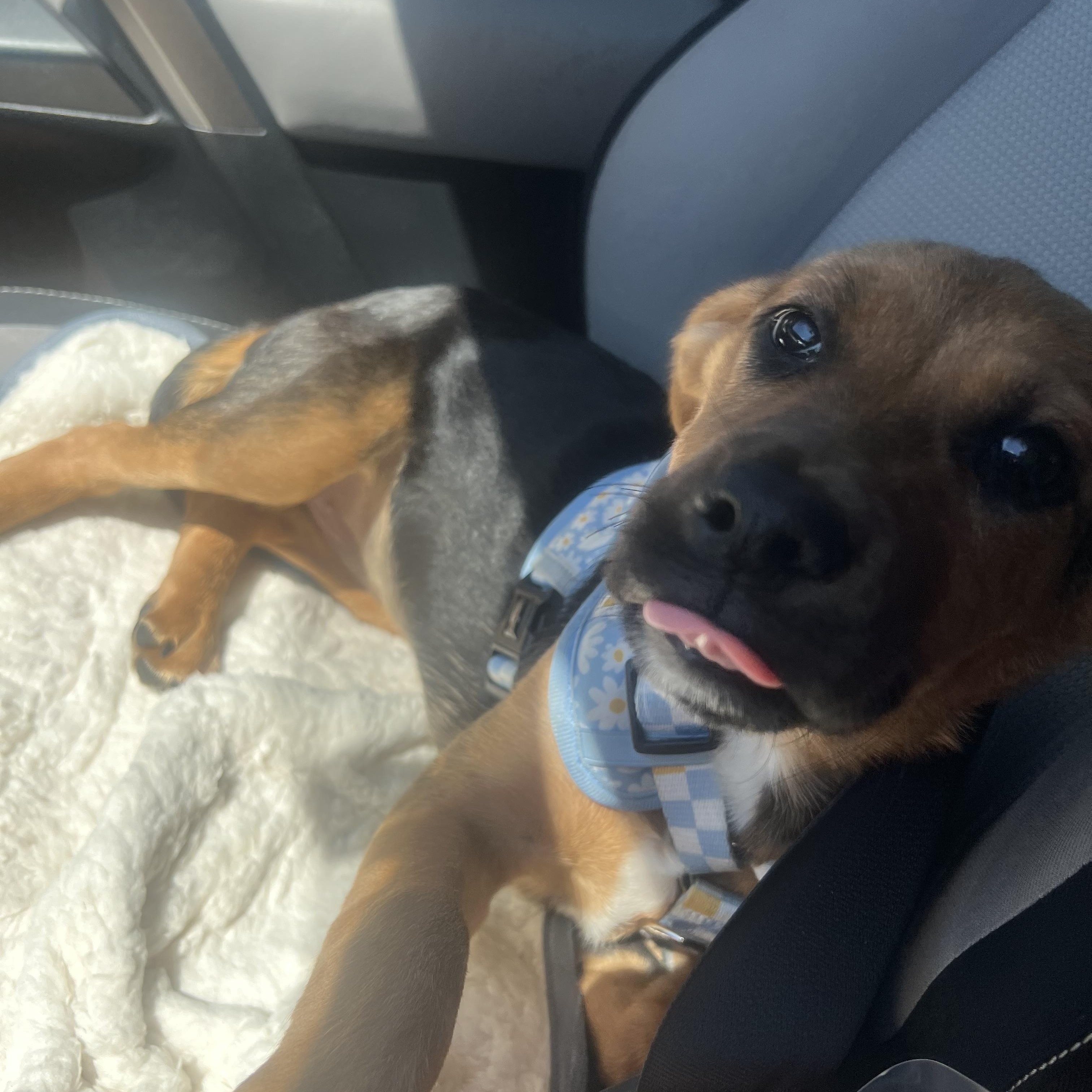 Enlarge Candy - Local in Oregon , an adoptable mixed breed in Beaverton , OR image 4/5