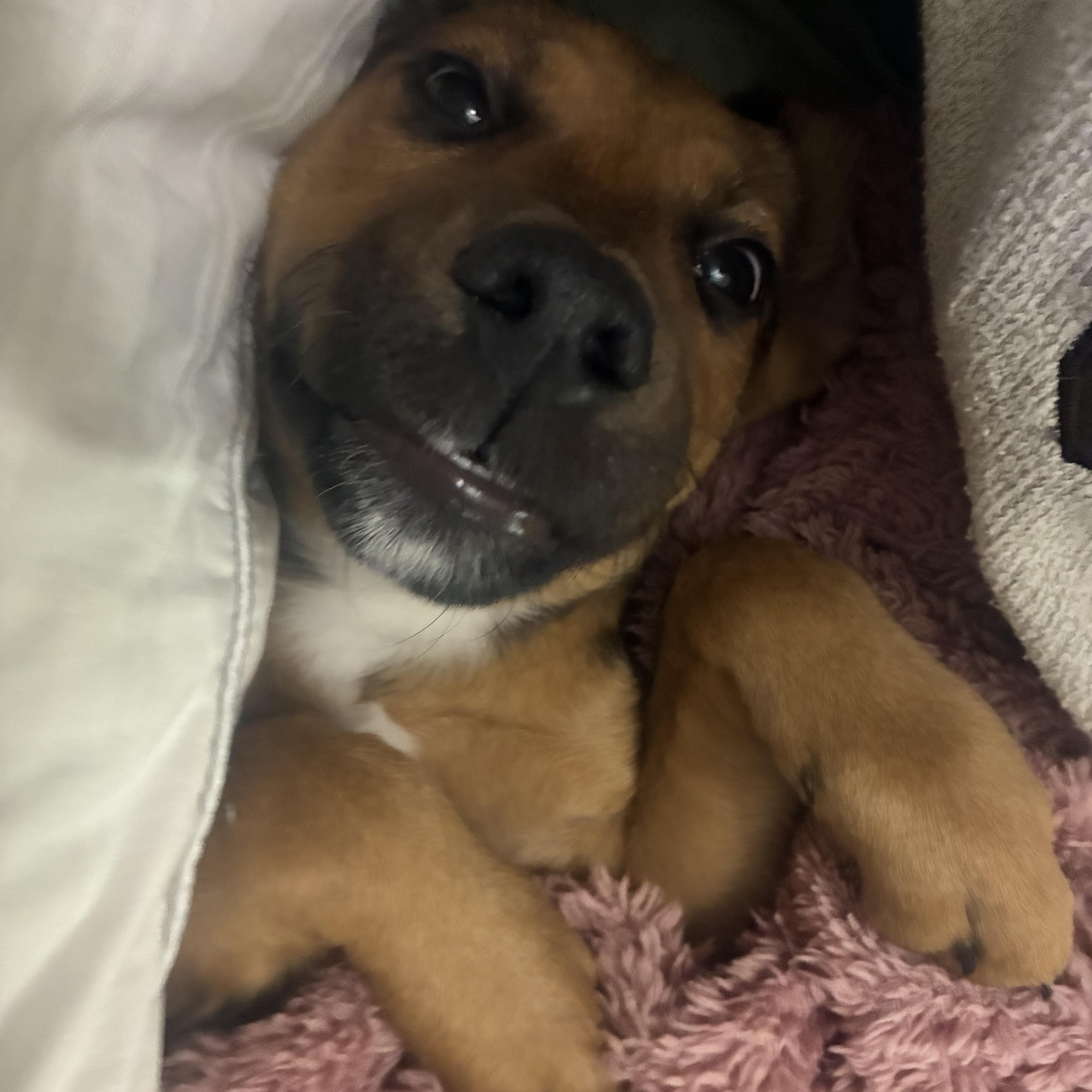 Enlarge Candy - Local in Oregon , an adoptable mixed breed in Beaverton , OR image 5/5