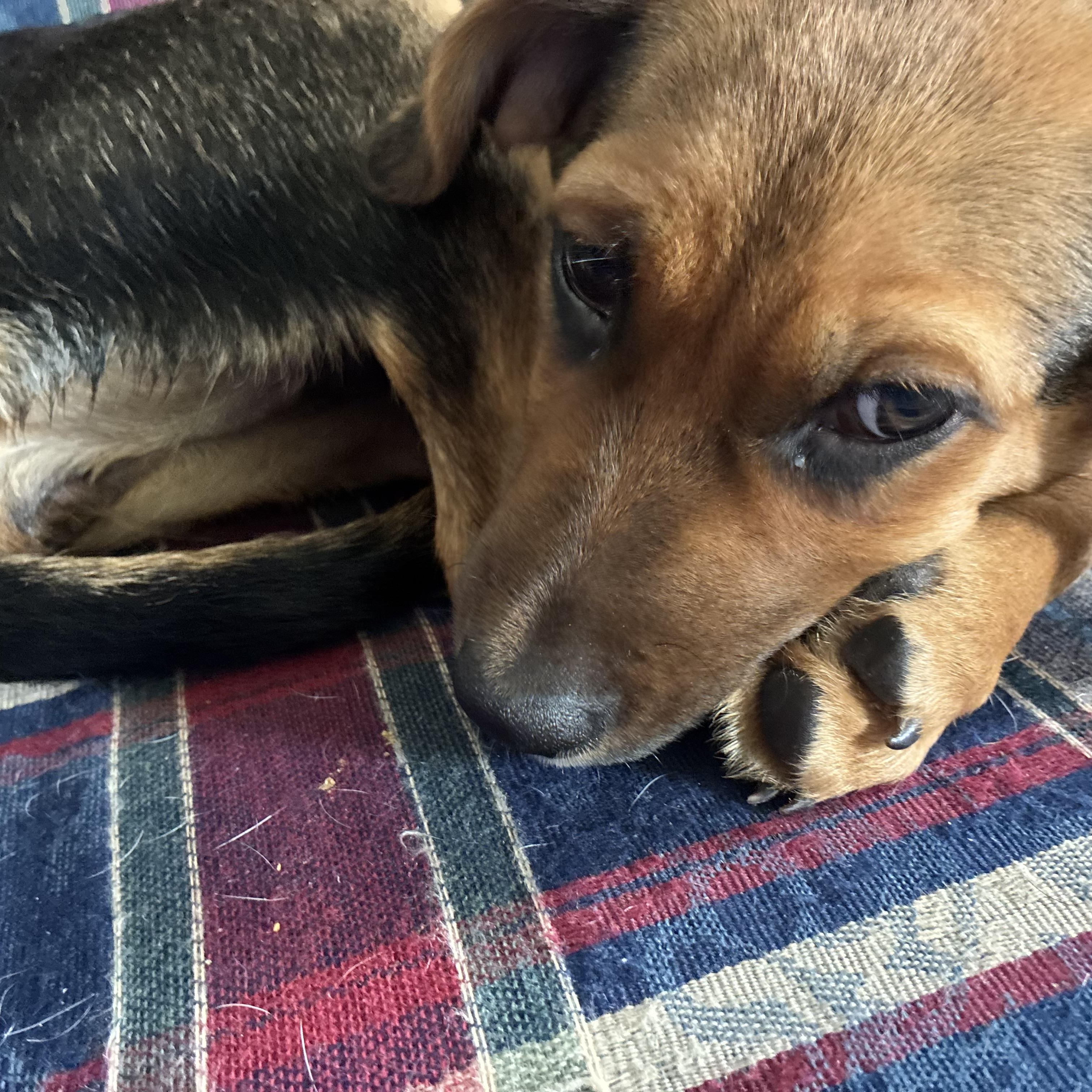 Enlarge Candy - Local in Oregon , an adoptable mixed breed in Beaverton , OR image 2/5
