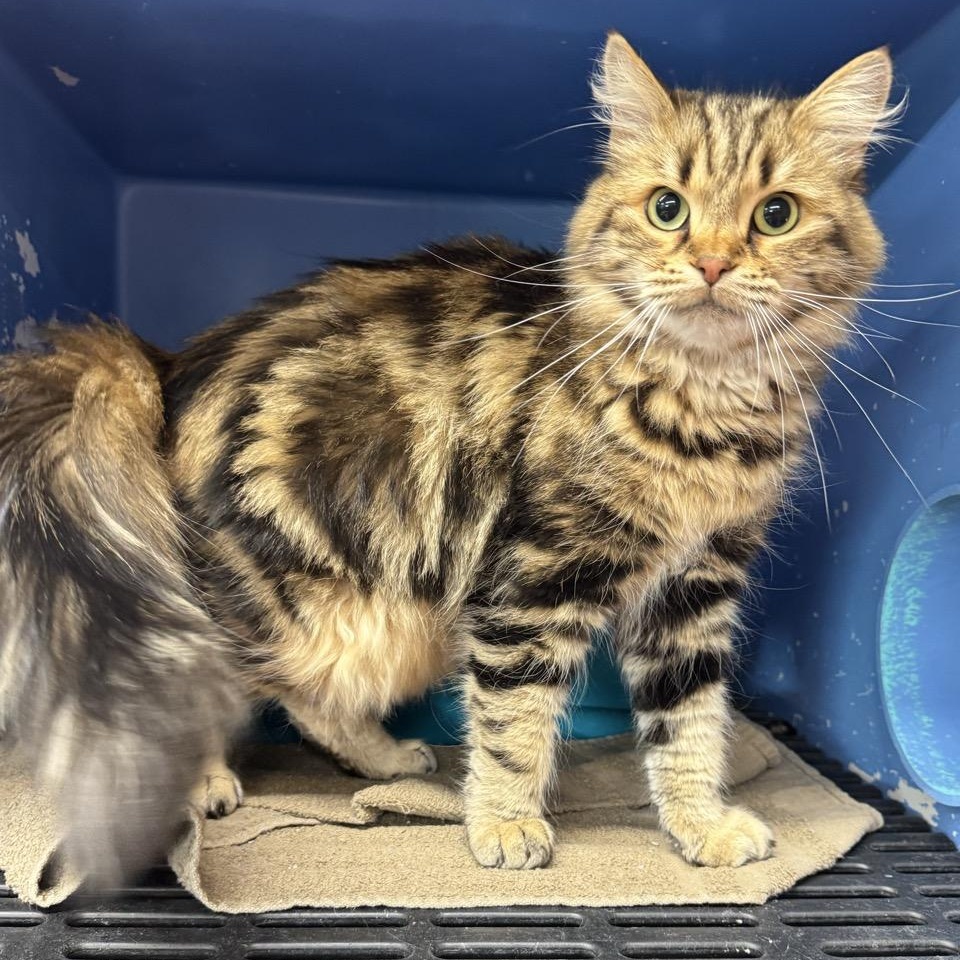 Remi, Adoptable, Adult Female Siberian & Domestic Long Hair.