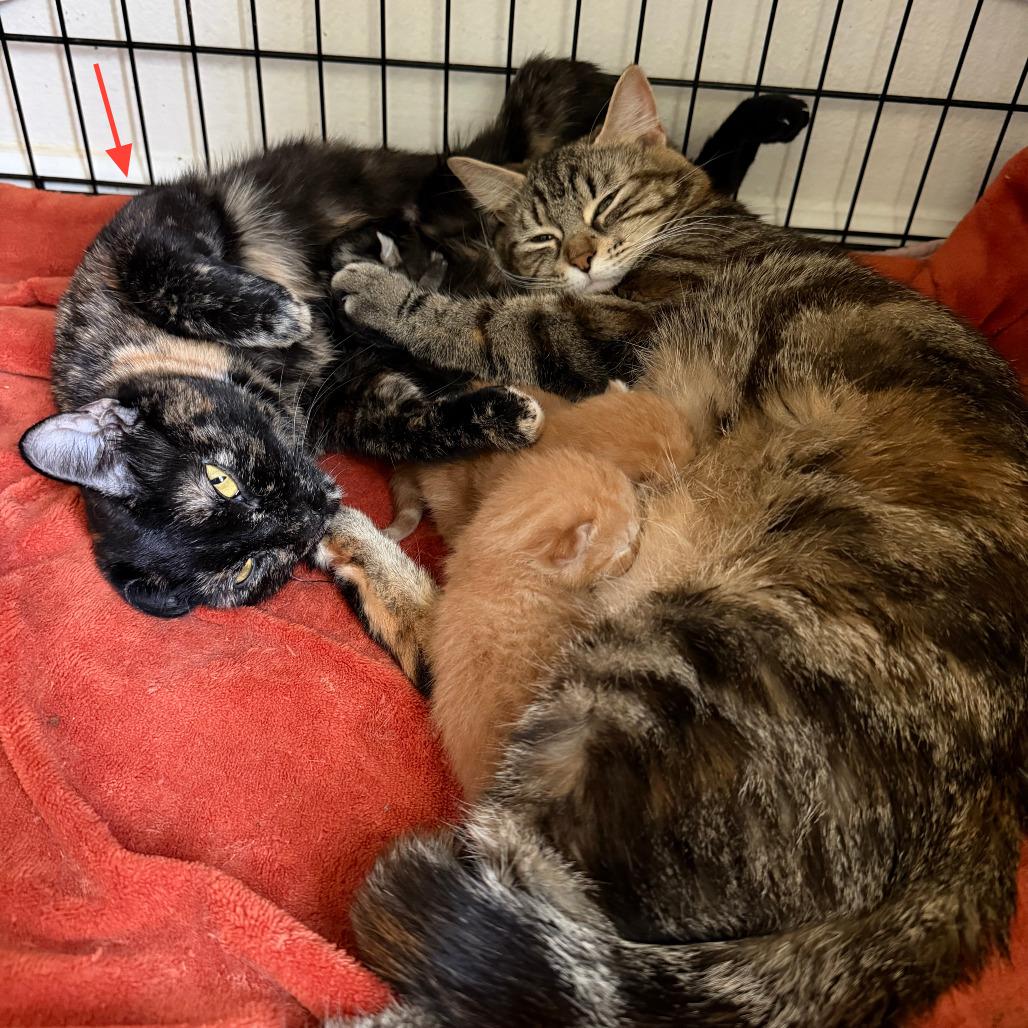 Knit - Bonded to Purl, Adoptable, Young Female Domestic Short Hair.