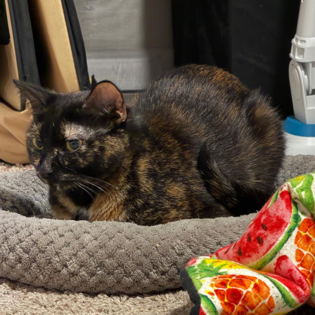 Enlarge Knit - Bonded to Purl, a Adoptable Domestic Short Hair in Middleton, WI image 2/3