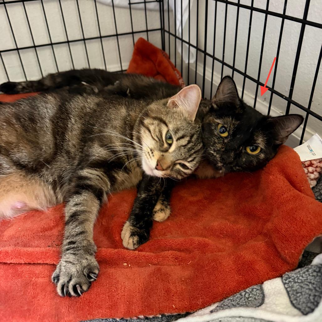 Enlarge Knit - Bonded to Purl, a Adoptable Domestic Short Hair in Middleton, WI image 3/3