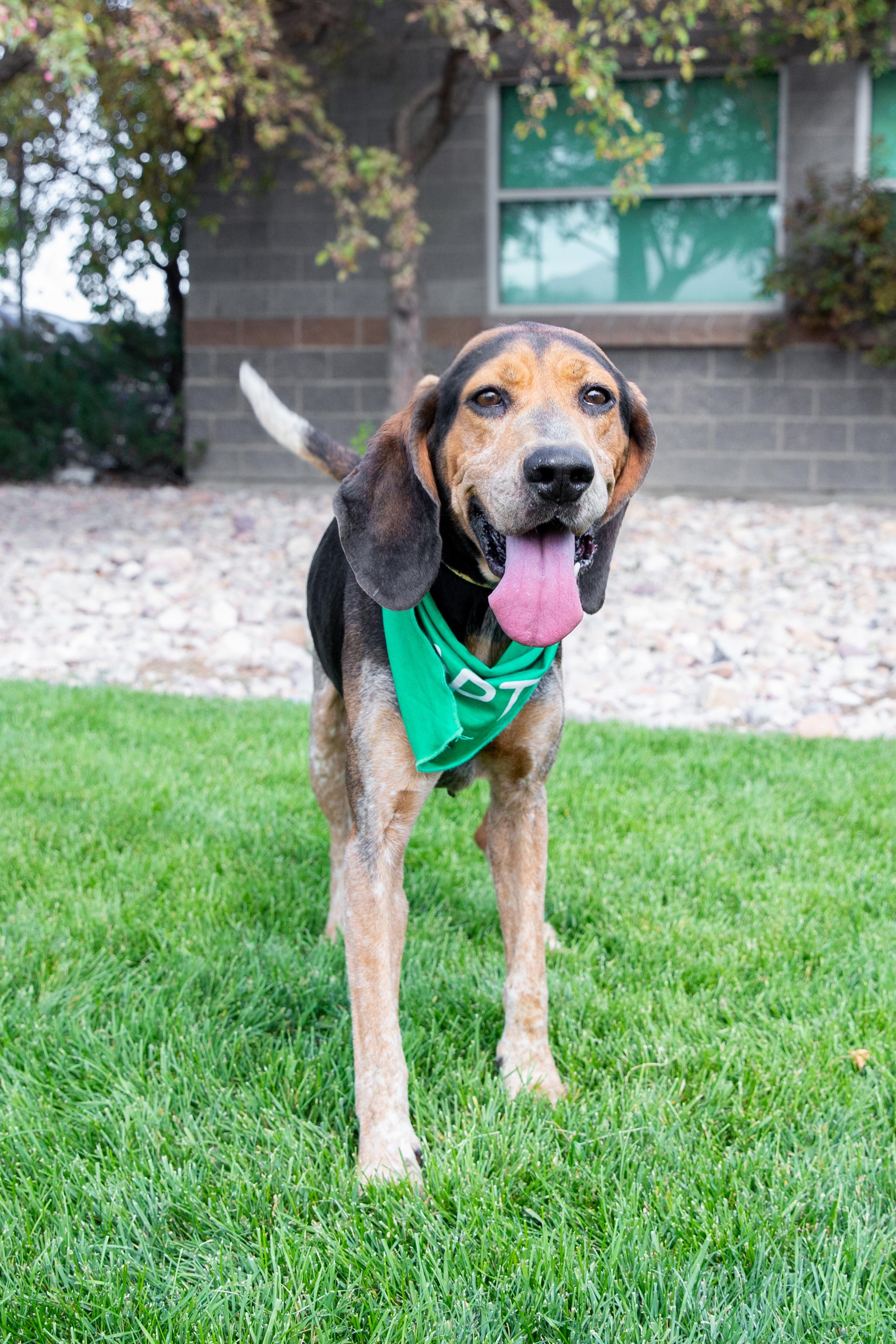 Al Capone (90400), ADOPTABLE, Adult Male Hound.
