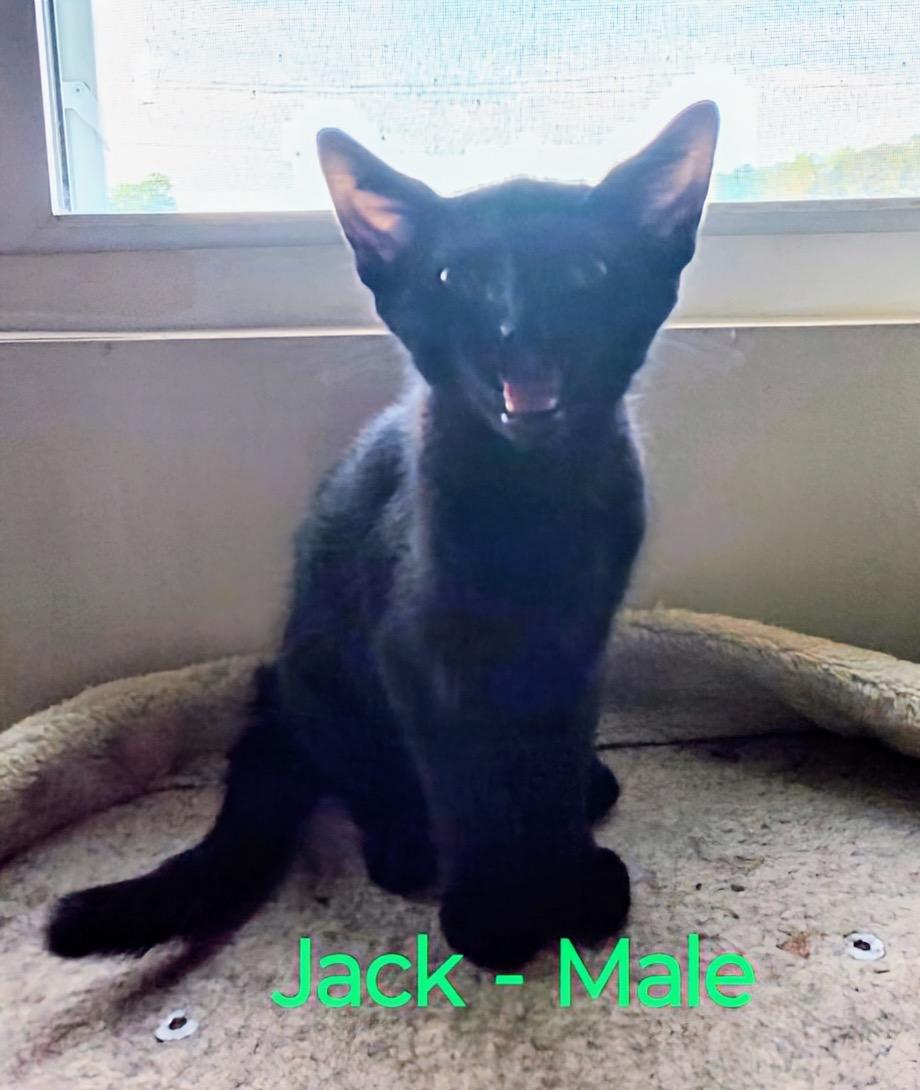Jack (urgent courtesy listing)