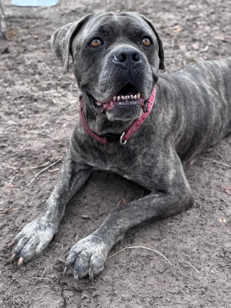 Enlarge Mazi, a Adoptable Cane Corso in Waynesville, GA image 1/2