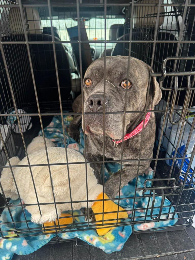 Enlarge Mazi, a Adoptable Cane Corso in Waynesville, GA image 2/2