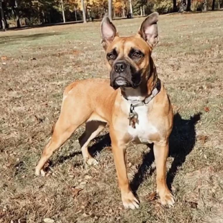 Aminita "Nina", a Adoptable mixed breed in Avon, OH image 1/6