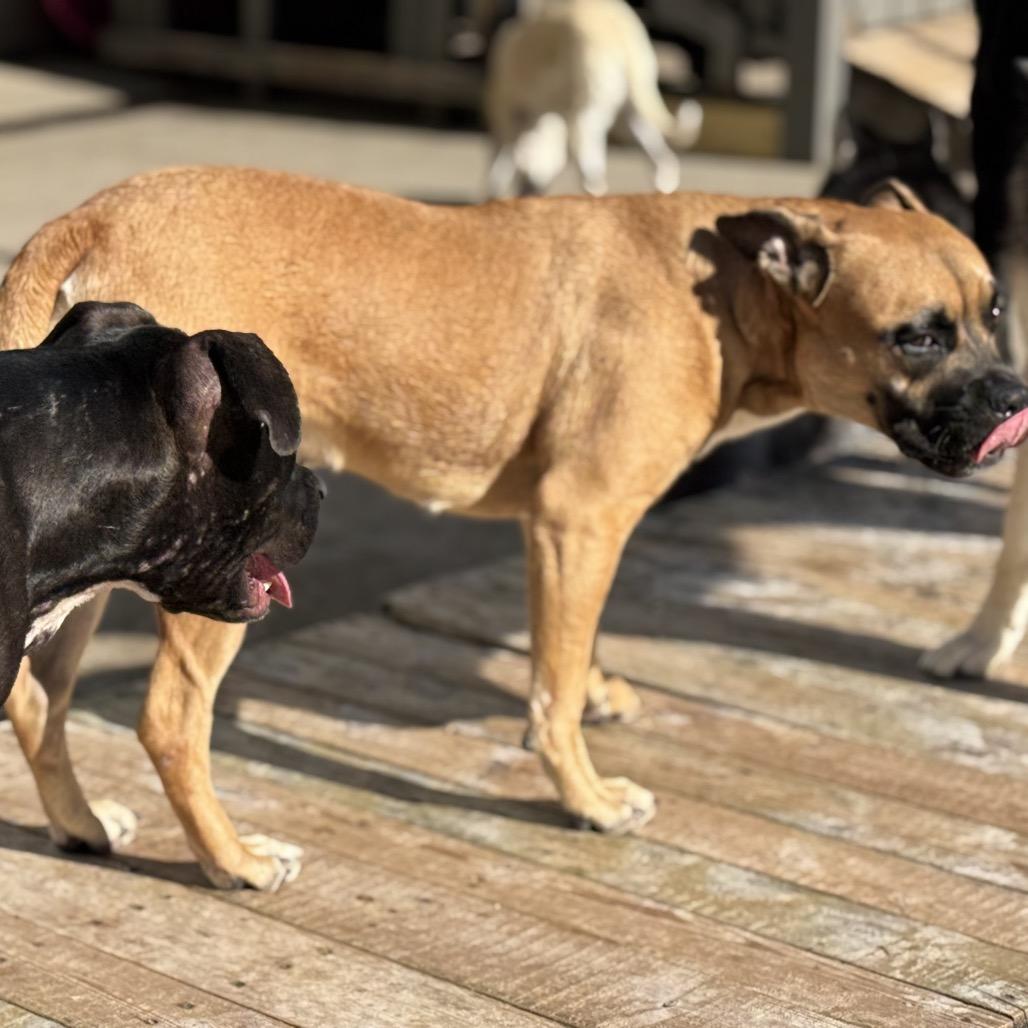 Aminita "Nina", a Adoptable mixed breed in Avon, OH image 3/6