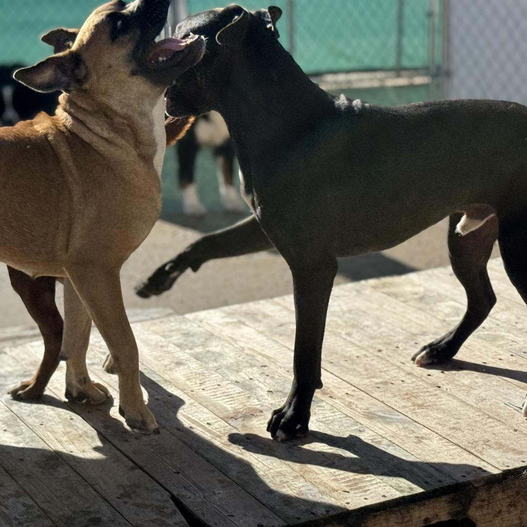 Aminita "Nina", a Adoptable mixed breed in Avon, OH image 4/6