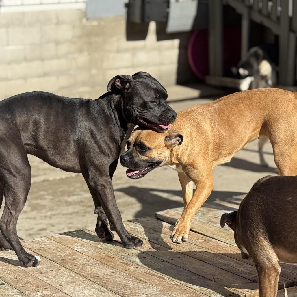 Aminita "Nina", a Adoptable mixed breed in Avon, OH image 5/6