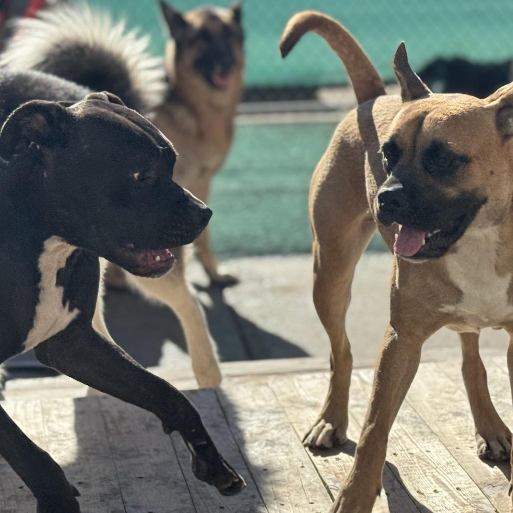 Aminita "Nina", a Adoptable mixed breed in Avon, OH image 6/6