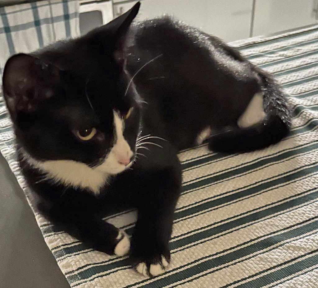 Bandit, a Adoptable Tuxedo in Marion, NC image 2/6