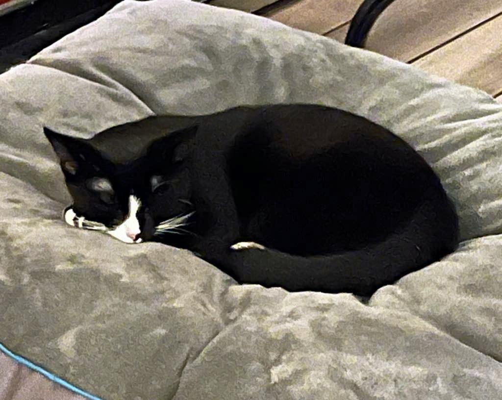 Bandit, a Adoptable Tuxedo in Marion, NC image 4/6