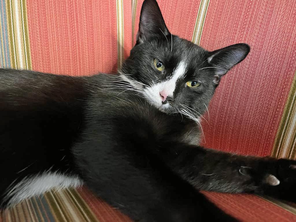 Bandit, a Adoptable Tuxedo in Marion, NC image 5/6