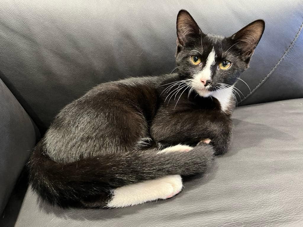 Bandit, a Adoptable Tuxedo in Marion, NC image 6/6