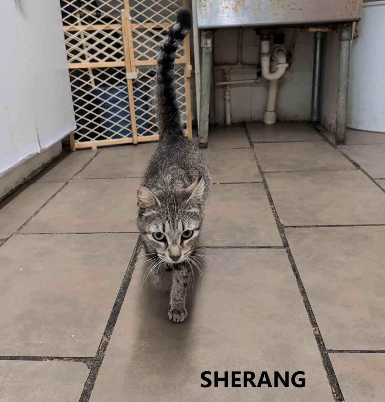 Sherang, Adopted, Adult Female Domestic Short Hair.