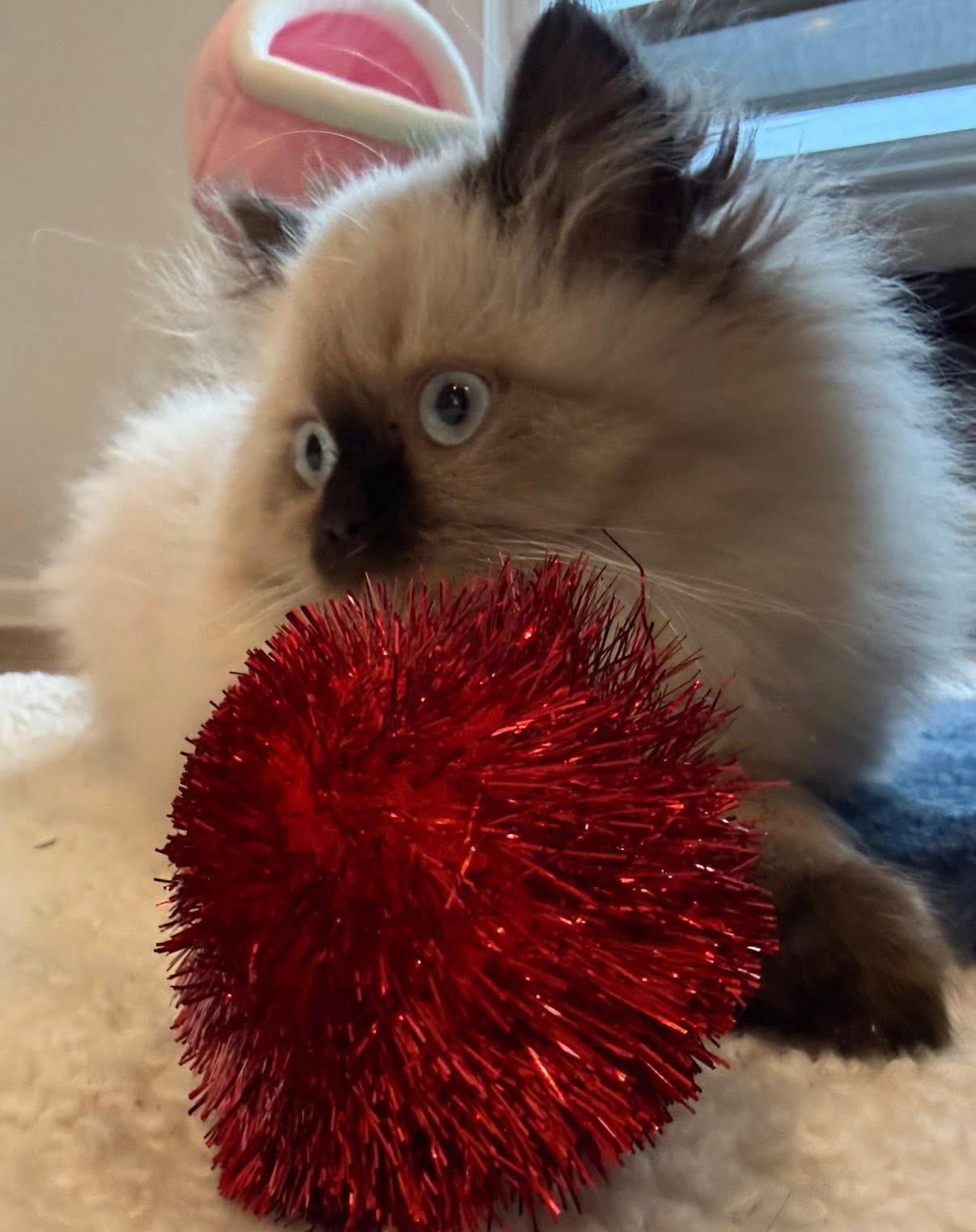 Enlarge Punxsutawney Phyllis , an adopted mixed breed in Blanch, NC image 5/6