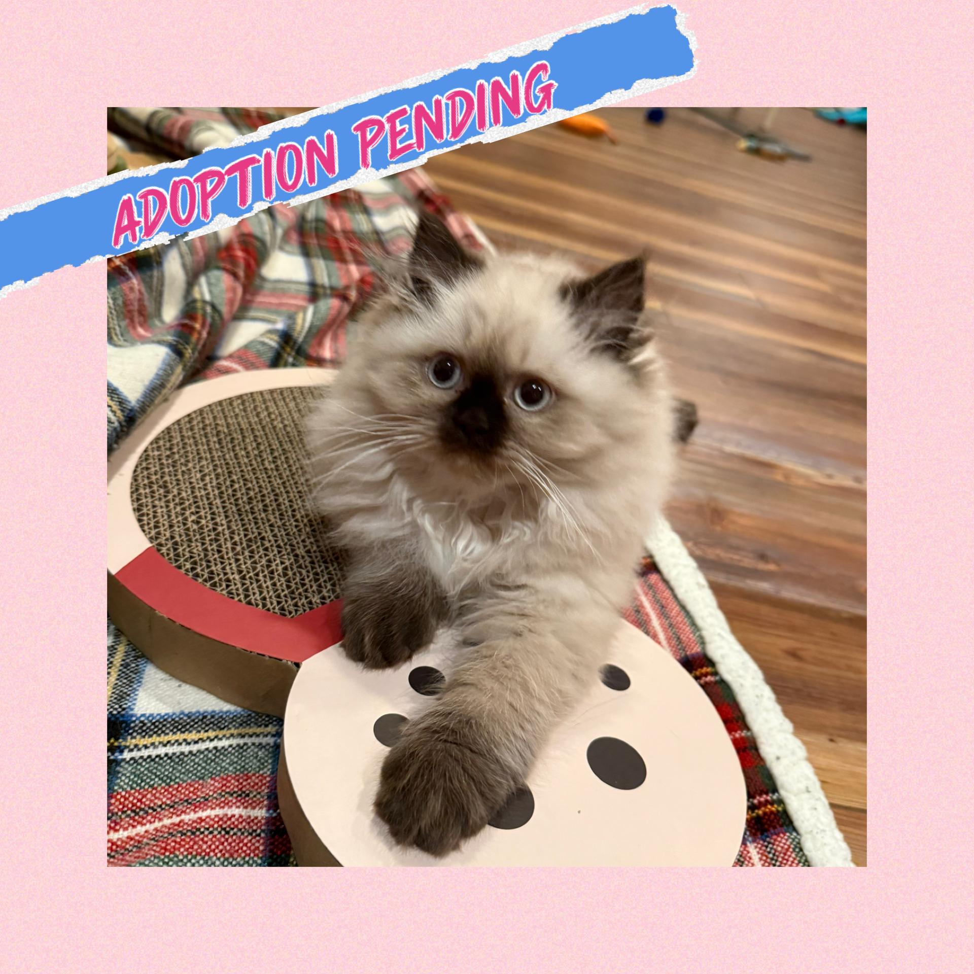 Punxsutawney Phyllis , adopted, Kitten Female Himalayan & Persian.