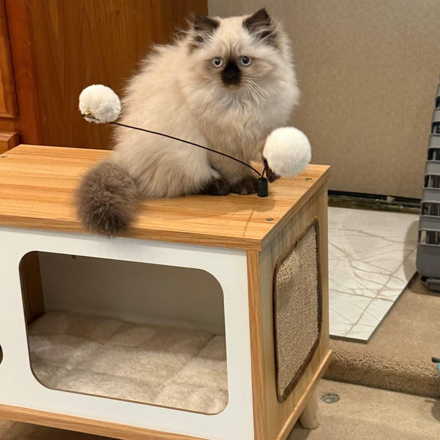 Enlarge Punxsutawney Phyllis , an adopted mixed breed in Blanch, NC image 4/6