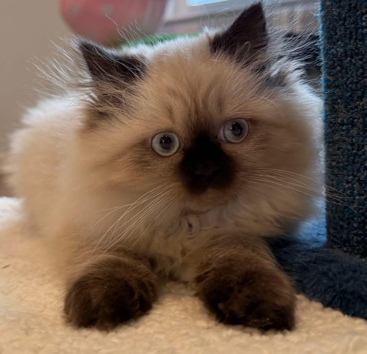 Enlarge Punxsutawney Phyllis , an adopted mixed breed in Blanch, NC image 2/6