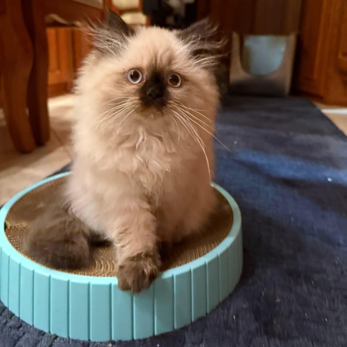 Enlarge Punxsutawney Phyllis , an adopted mixed breed in Blanch, NC image 3/6