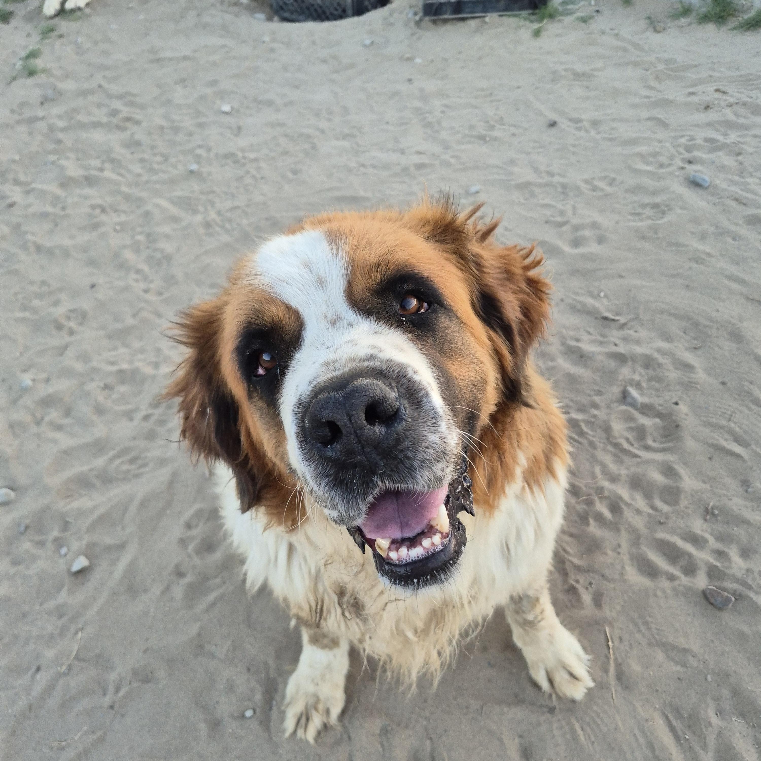 PRINCE, Adoptable, Young Male Saint Bernard.